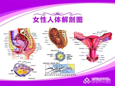 女性人体|【科普动画】女性身体构造图及各系统器官功能